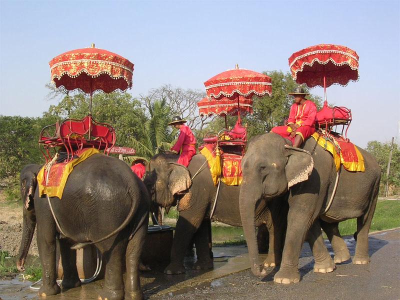<b>Elefanti_Thailandia </b>