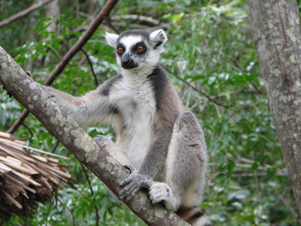 <b>Lemure_Madagascar</b>