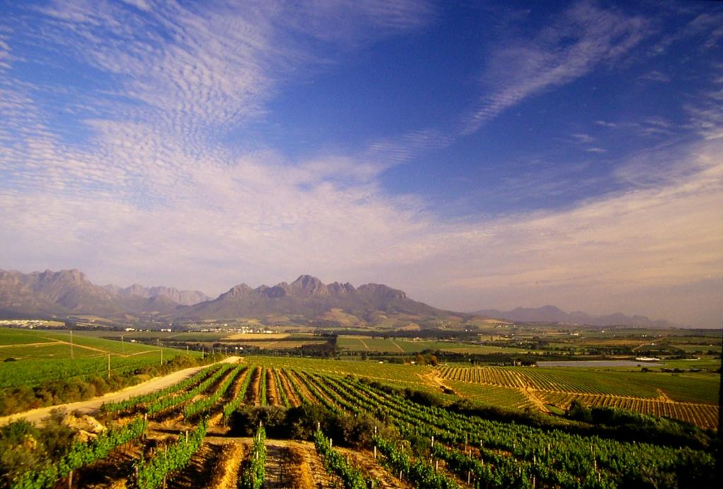 <b>Vineyards-with-Simonsberg</b>