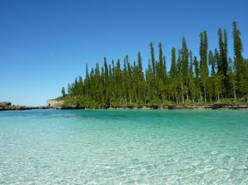 0_Araucaria_columnaris_New_Caledonia.jpg